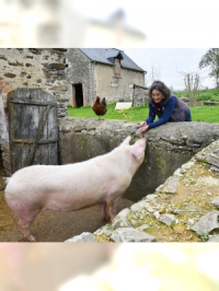 Affiche du document Abattoir blues