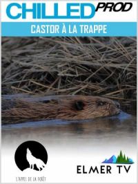 Affiche du document Castor à la trappe