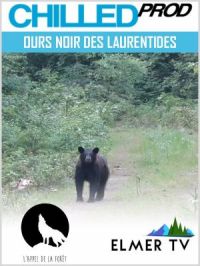 Affiche du document L'ours noir des Laurentides à l'arc