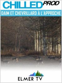 Affiche du document Daim et chevrillard à l’approche