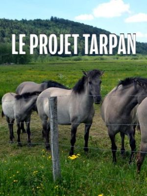 Affiche du document Le projet Tarpan