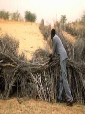 Désertification - Niger