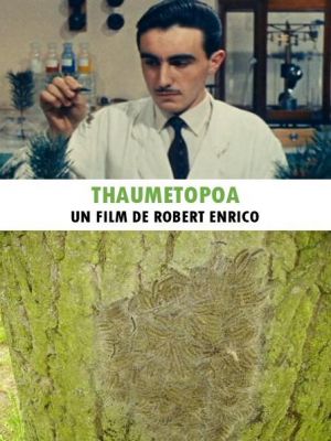Thaumetopoea