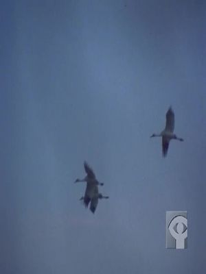 Ce grand oiseau blanc
